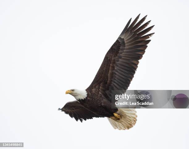 bald eagle series #4 - adler stock-fotos und bilder