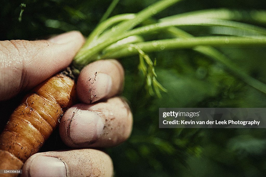 Human hand holding carrot
