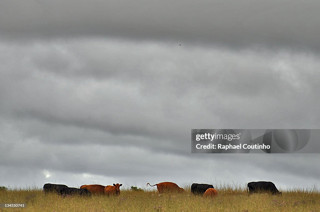 Aberdeen angus and red angus calf