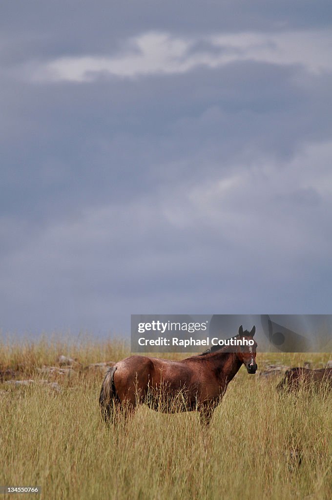 Crioulo horse
