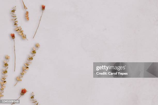 autumn composition. frame made of dried flowers, eucalyptus leaves, - flower flat lay stock pictures, royalty-free photos & images
