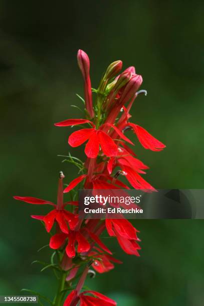 cardinal flower (lobelia cardinalis) michigan - lobelia stock pictures, royalty-free photos & images