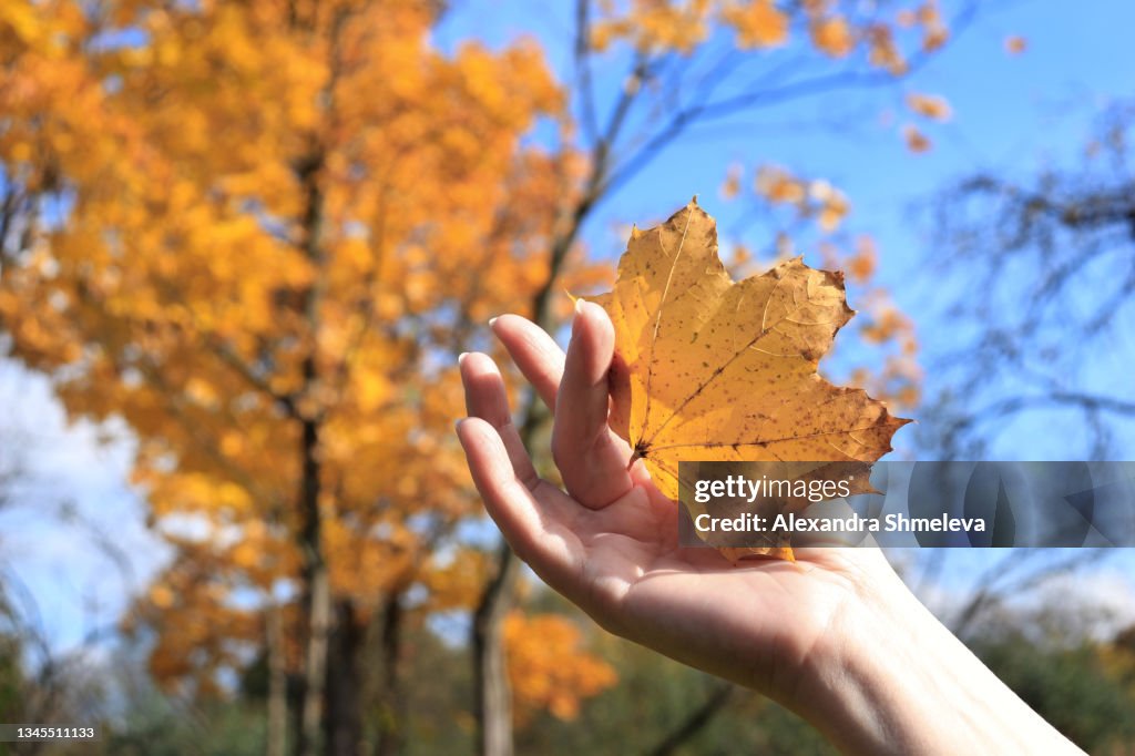 The hand is held by a maple leaf