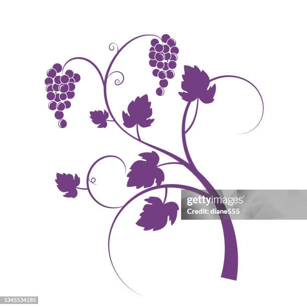 grapevine design ornaments - grape harvest stock illustrations