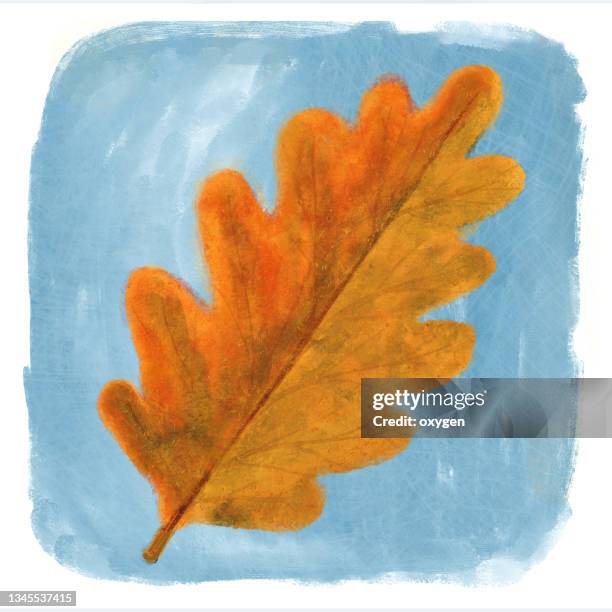 abstract orange watercolor oak leaf autumn art on blue  textured background - live oak stock pictures, royalty-free photos & images