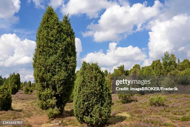 heathland, ellerndorf juniper heath, common juniper (juniperus communis) and flowering common heather (calluna vulgaris), blue cloudy sky, south heath nature park, lueneburg heath, lower saxony, germany - jeneverbes conifeer stockfoto's en -beelden