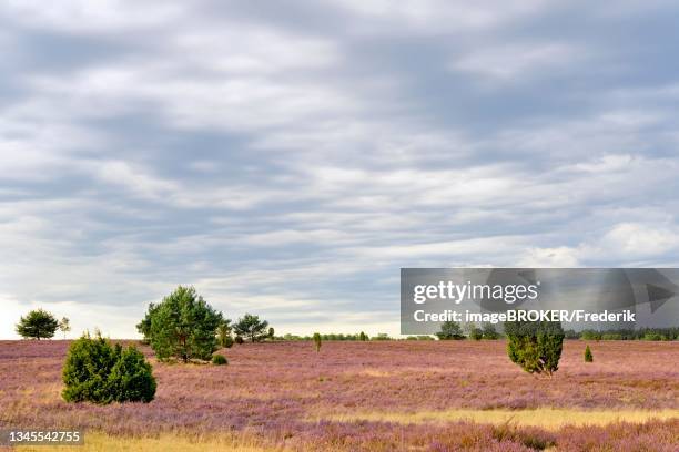 heathland, oberoher heide, flowering common heather (calluna vulgaris) with common juniper (juniperus communis), dramatic cloudy sky, suedheide nature park, lueneburg heath, lower saxony, germany - juniper tree stock-fotos und bilder