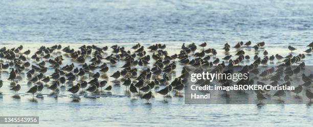 flock of dunlin (calidris alpina), raudasandur, patreksfjoerdur, vestfirdir, iceland - dunlin bird stock pictures, royalty-free photos & images