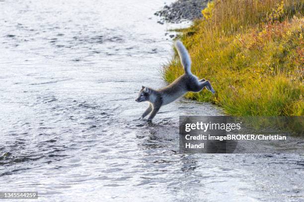 young arctic fox (vulpes lagopus) or ice fox jumps into a stream, moedrudalur, austurland, iceland - arctic fox stock pictures, royalty-free photos & images