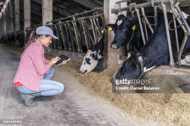 granja diario moderno. ganadería. vacas lecheras. mujer agricultora revisando el ganado en el establo. - hereford cattle fotografías e imágenes de stock