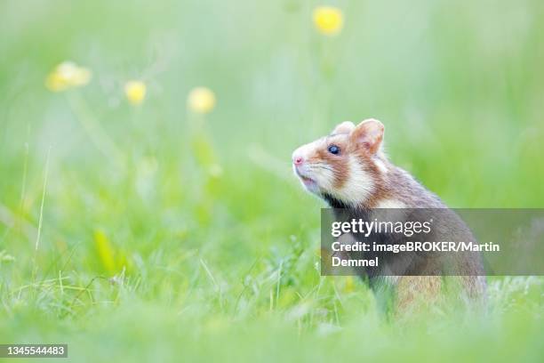 european hamster (cricetus cricetus), standing upright in meadow, vienna, lower austria, austria - field mouse fotografías e imágenes de stock