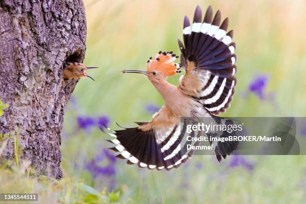 hoopoe (upupa epops), feeding young, middle elbe biosphere reserve, germany - hoopoe stock pictures, royalty-free photos & images