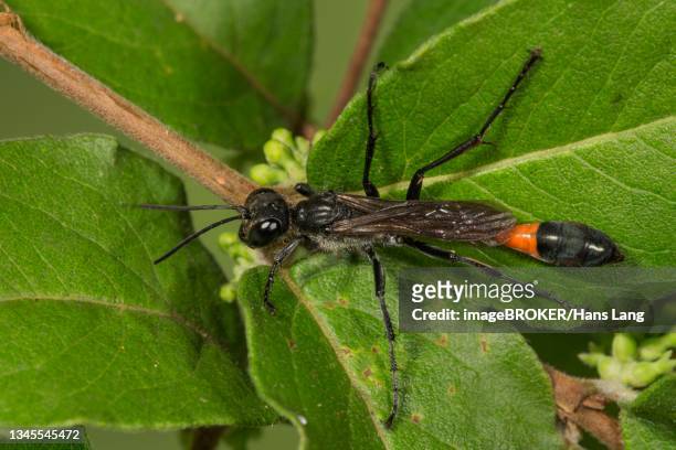 red banded sand wasp (ammophila sabulosa) on common snowberry (symphoricarpos albus) baden-wuerttemberg, germany - symphoricarpos stock pictures, royalty-free photos & images