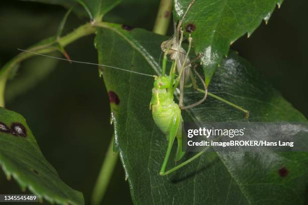 Punctate Insects Grasshopper Hatching Photos and Premium High Res Pictures - Getty Images