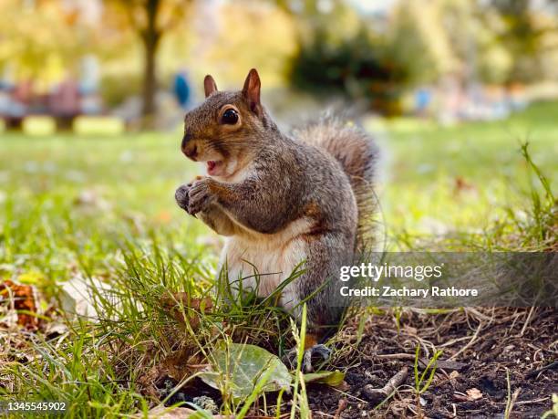 grey/gray squirrel with mouth open - grey squirrel stock pictures, royalty-free photos & images