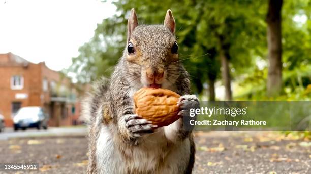 close-up of grey/gray squirrel  holding a walnut - リス ストックフォトと画像