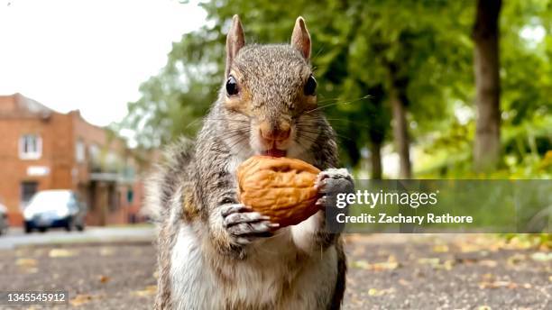 close-up of grey/gray squirrel  holding a walnut - squirrel stockfoto's en -beelden