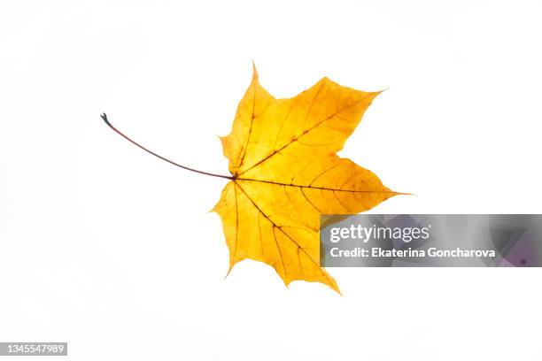 close-up of maple leaf on white background - bottes couleur or photos et images de collection