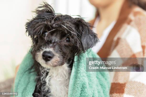 retrato de un cachorro chino con cresta después de bañarse - envuelto en una toalla fotografías e imágenes de stock