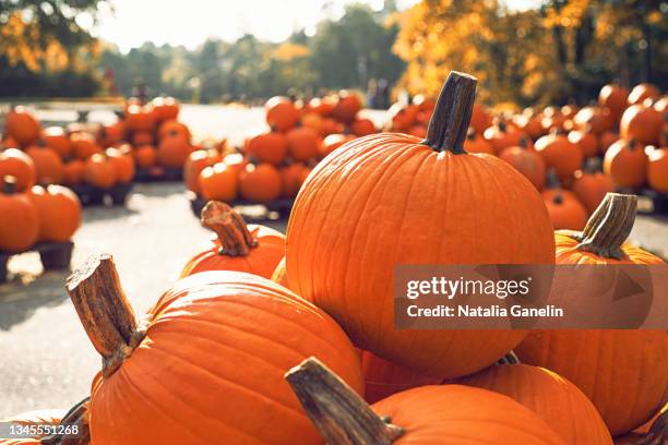 at the pumpkin patch - pompoenenveld stockfoto's en -beelden