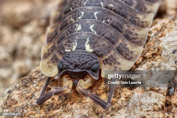 German Doodlebug Insect 570 Doodlebug Insect Stock Photos, High-Res Pictures, and Images ...