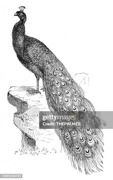 peacock bird engraving 1899 - peacock stock illustrations