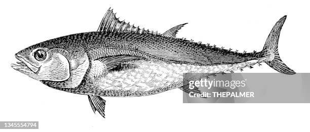 356点のシーチキンイラスト素材 Getty Images 356点のシーチキンイラスト素材 Getty Images