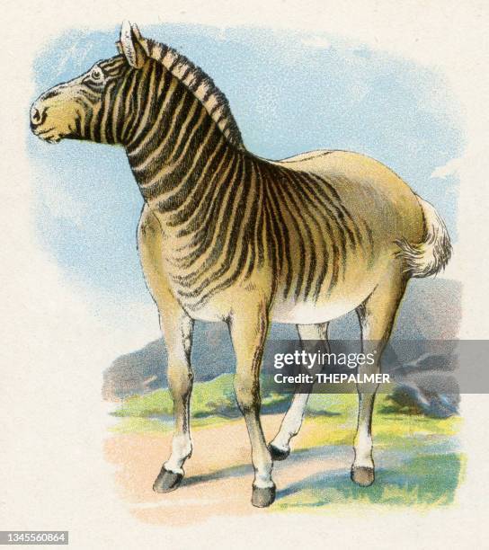 ilustrações, clipart, desenhos animados e ícones de ilustração de quagga zebra 1899 - animal extinto