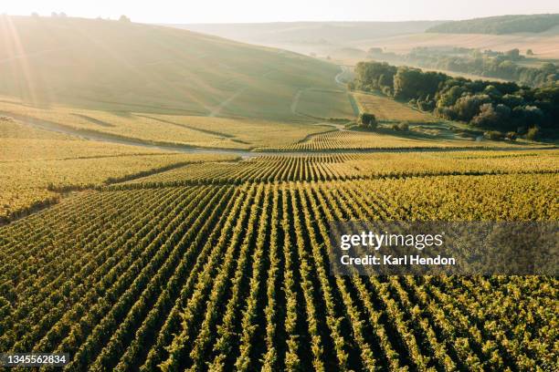 vineyards in the champagne region of france at sunrise - stock photo - vineyards stock-fotos und bilder