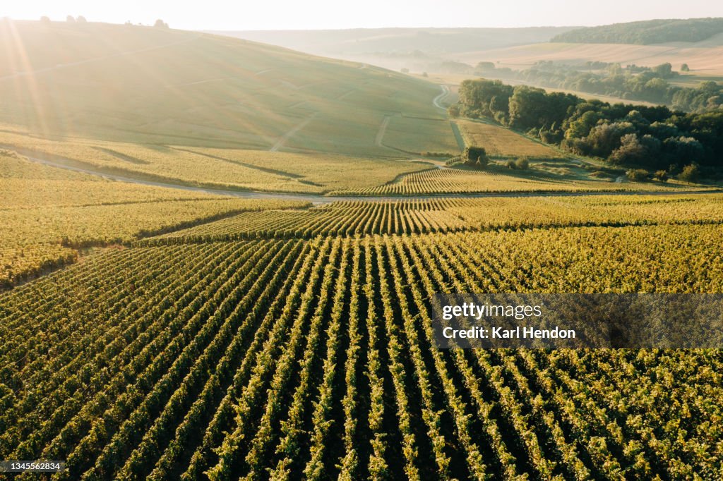 Vineyards in the Champagne region of France at sunrise - stock photo