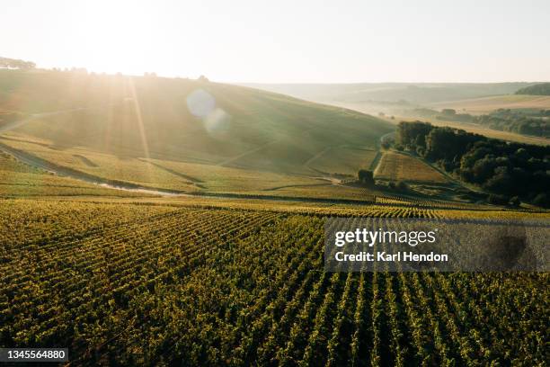 vineyards in the champagne region of france at sunrise - stock photo - rolling hills sun - fotografias e filmes do acervo
