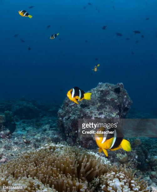 tropical reef life - anemonefish stockfoto's en -beelden