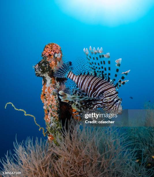 vita tropicale della barriera corallina - lionfish foto e immagini stock