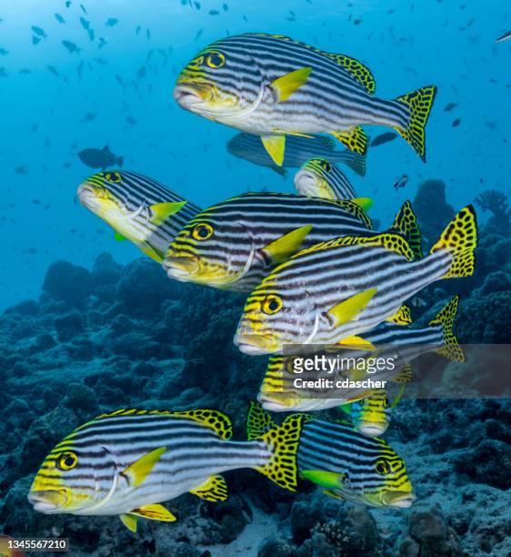 tropical reef life - plectorhinchus imagens e fotografias de stock