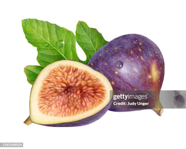 fig pair - photo realism stock illustrations