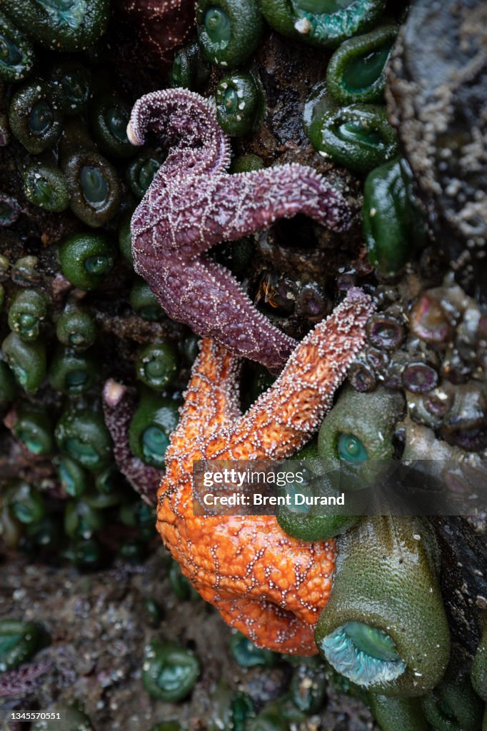 Starfish at Low Tide