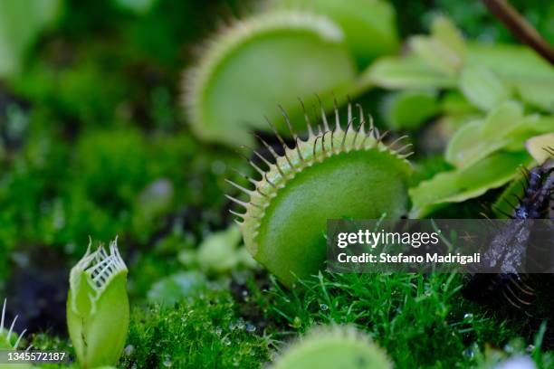 carnivorous plants in the green and moist moss - rocío del sol fotografías e imágenes de stock