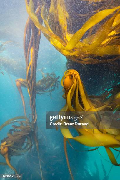 nereocystis bull kelp forest - kelp stock-fotos und bilder