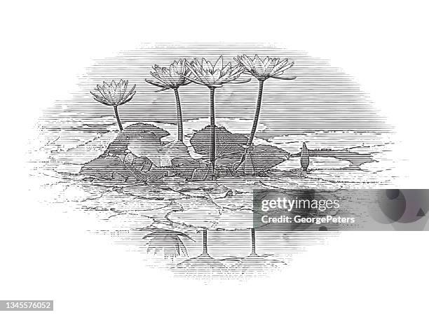 four water lilies or lotus flowers in water garden - scratchboard stock illustrations