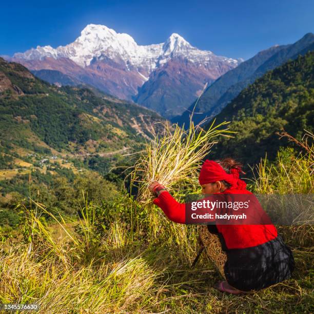 nepali young woman cutting a grass in her village, annapurna range on background - nepal people stock pictures, royalty-free photos & images