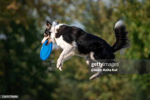 a dog caught a disc in the air - dog competition stock pictures, royalty-free photos & images