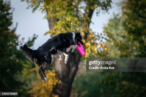 the dog catches a plastic disc in the air - dog agility stock pictures, royalty-free photos & images