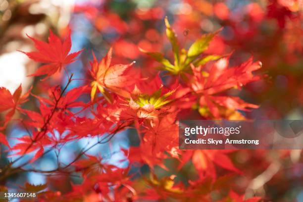 autumn leaves - katoomba falls stock pictures, royalty-free photos & images