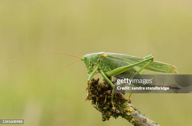 a rare great green bush-cricket, tettigonia viridissima, resting on a twig. - krekels en sprinkhanen stockfoto's en -beelden