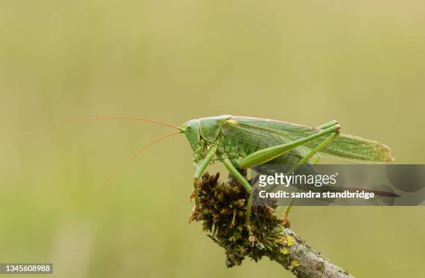 a rare great green bush-cricket, tettigonia viridissima, resting on a twig. - syrsa insekt bildbanksfoton och bilder