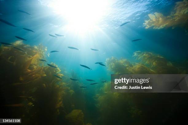 underwater school of fish with kelp forest - kelp stock pictures, royalty-free photos & images