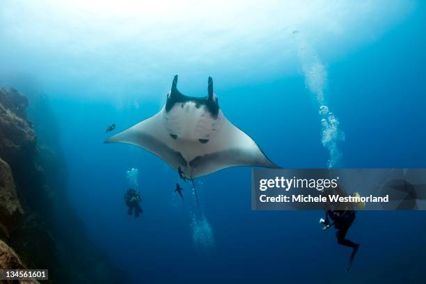 divers with giant manta ray - manta ray stock pictures, royalty-free photos & images