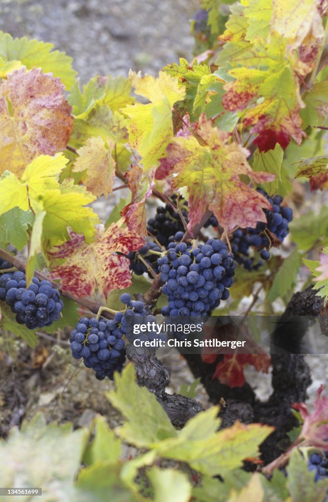 Rripe grapes on vine in autumn colors