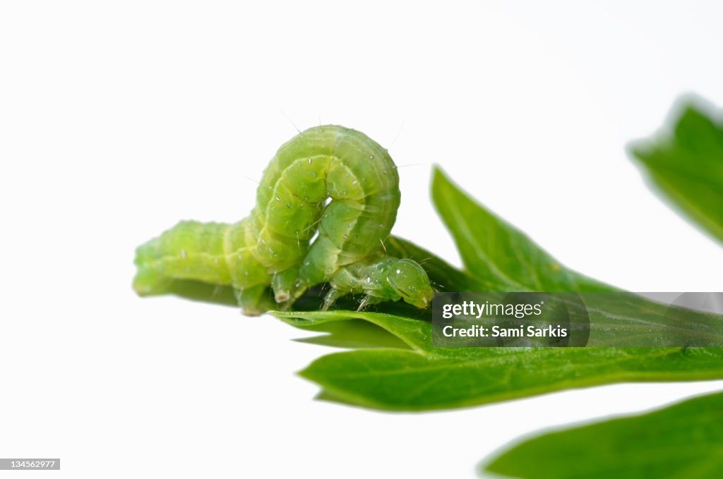 Green Inchworm on parsley leaf