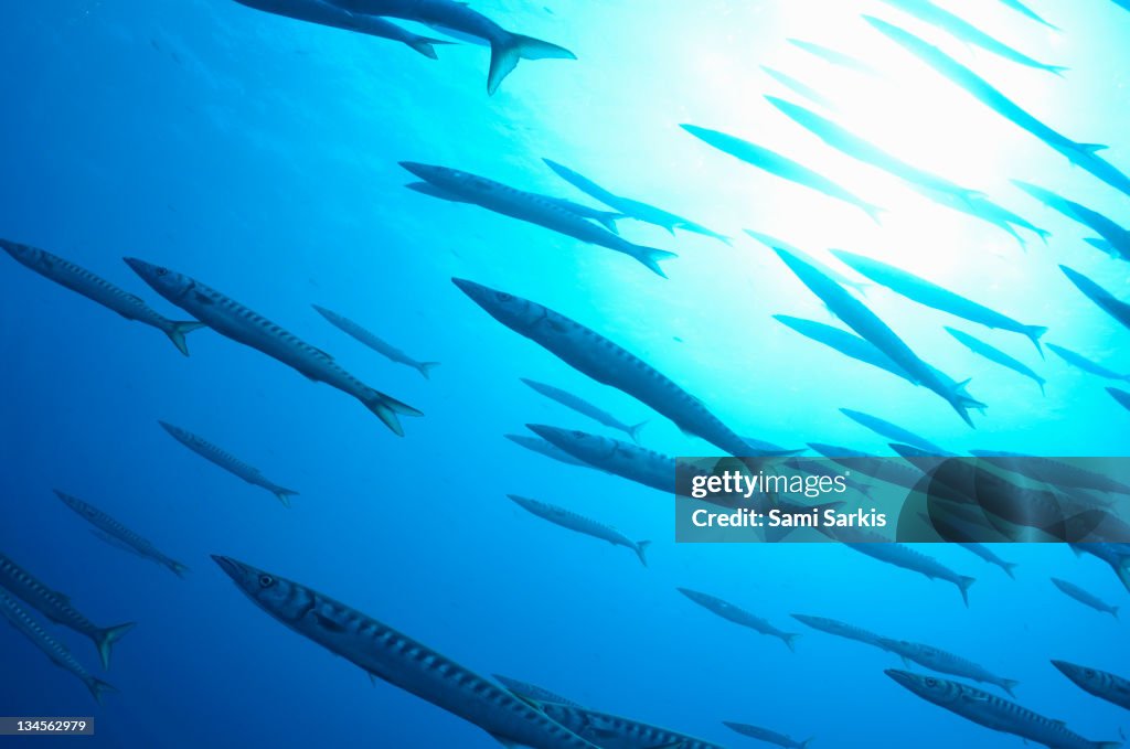 School of Barracudas (Sphyraena viridensis)